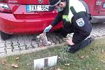 Strážníci městské policie sbírají v Mladé Boleslavi uhynulé králíky.