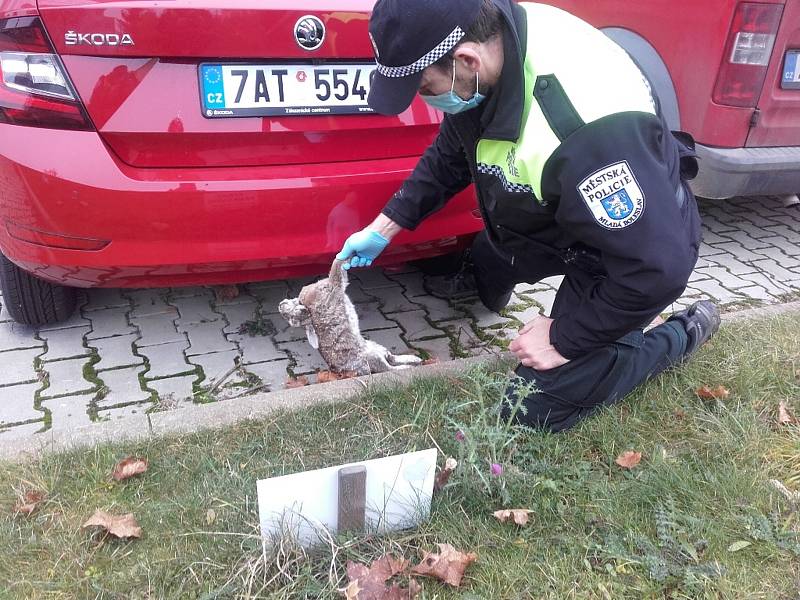 Strážníci městské policie sbírají v Mladé Boleslavi uhynulé králíky.