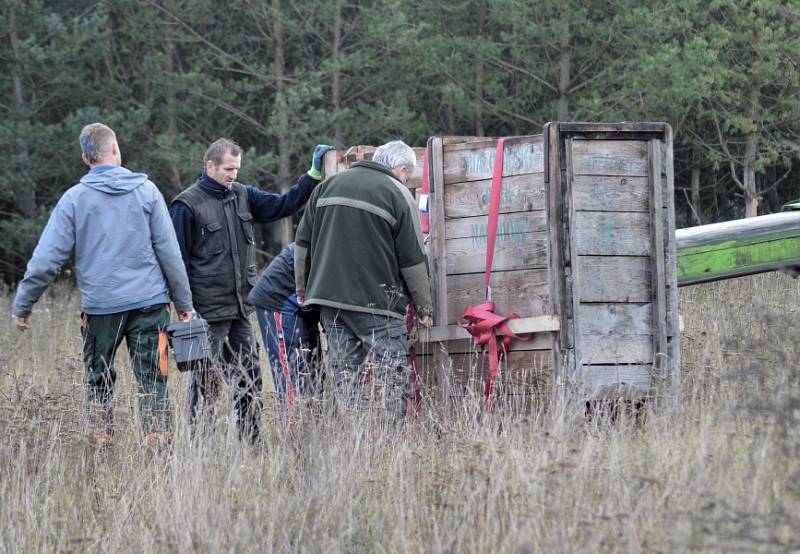 Zubři se zabydleli u Benátek nad Jizerou na Mladoboleslavsku.  