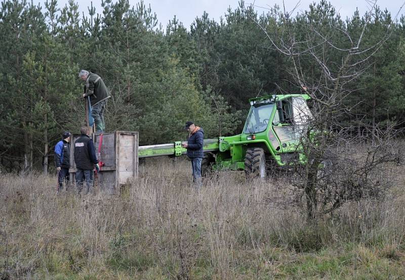 Zubři se zabydleli u Benátek nad Jizerou na Mladoboleslavsku.  