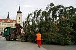 Vánoční strom už byl instalován na Staroměstském náměstí v Mladé Boleslavi.