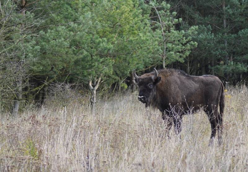 Zubři se zabydleli u Benátek nad Jizerou na Mladoboleslavsku.  