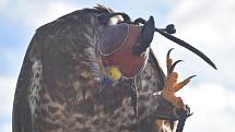 V Kobylnicích u Mladé Boleslavi na ranči U kulhavého velblouda se konal již druhý ročník Cross country hobby trail.