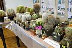 Výstava kaktusů je ve Státním okresním archivu přístupná až do neděle.