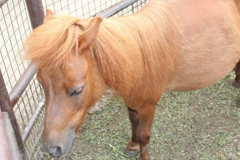 MiniZOO a minibotanická zahrada v centru Mladé Boleslavi je otevřena od pondělí do pátku od 9 do 11.30 a následně od 12 do 18 hodin.   