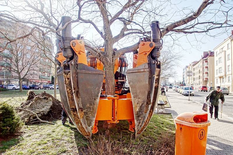 Město nechalo dva vysoké stromy za pomoci speciální techniky přesadit do připravených jam o několik metrů dále.