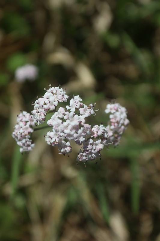 Výprava za orchidejemi s ČSOP Klenice