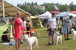 Česká národní výstava psů na mladoboleslavské Krásné louce hostila o víkendu stovku plemen čtyřnohých miláčků.