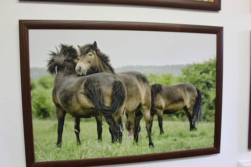 Na zámku v Benátkách nad Jizerou byla  otevřena stálá expozice velkých kopytníků. Výstava fotografií Vojtěcha Lukáše se nachází v prostorách informačního centra.