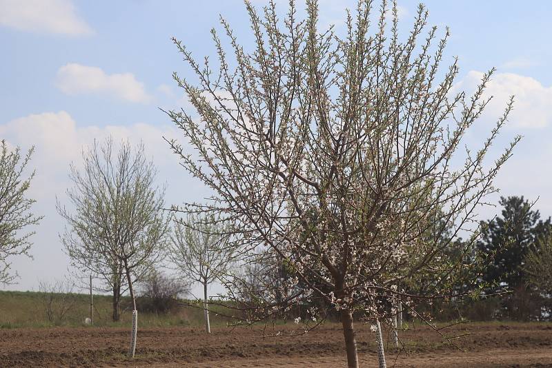 Benátky nad Jizerou mají už teď krásnou mandloňovou alej. A bude ještě hezčí