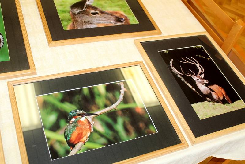 Z výstavy milovníka přírody a amatérského fotografa Jiřího Kubína v sále restaurace v Březovicích.