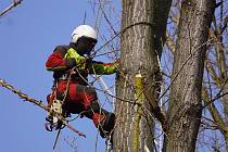 V Mladé Boleslavi v předjarním období probíhá na více lokalitách prořezávání a kácení stromů.