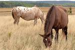 Ranč Appaloosa v Lažínkách.