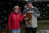 Vlastimil Cibulka s manželkou ze Zakřan v okrese Brno venkov si osvěží svůj chov králíkem Novozélandský červený.