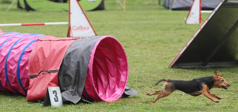 Velikonoční agility závod v Třebíči.