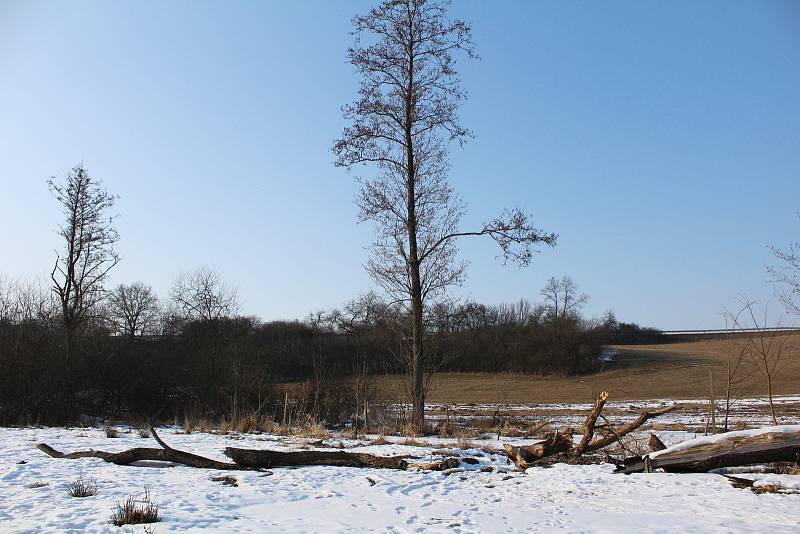 Bobří práce v údolí Stařečského potoka.