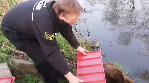 VIDEO: Strážníci chytali bobra na zahradě - Třebíčský deník