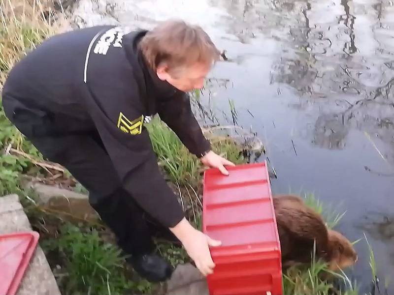 Policisté bobra chytili a následně vypustili do jeho přirozeného prostředí do řeky Jihlavy.