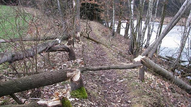 Kmeny na hrázi a na břehu vodní nádrže Lubí u Třebíče nesou jasně čitelný bobří rukopis. Bobři u Lubí řádí opakovaně. Několik stromů tam pokáceli už dříve, v minulých dnech k nim přibyly další.