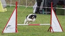 Velikonoční agility závod v Třebíči.