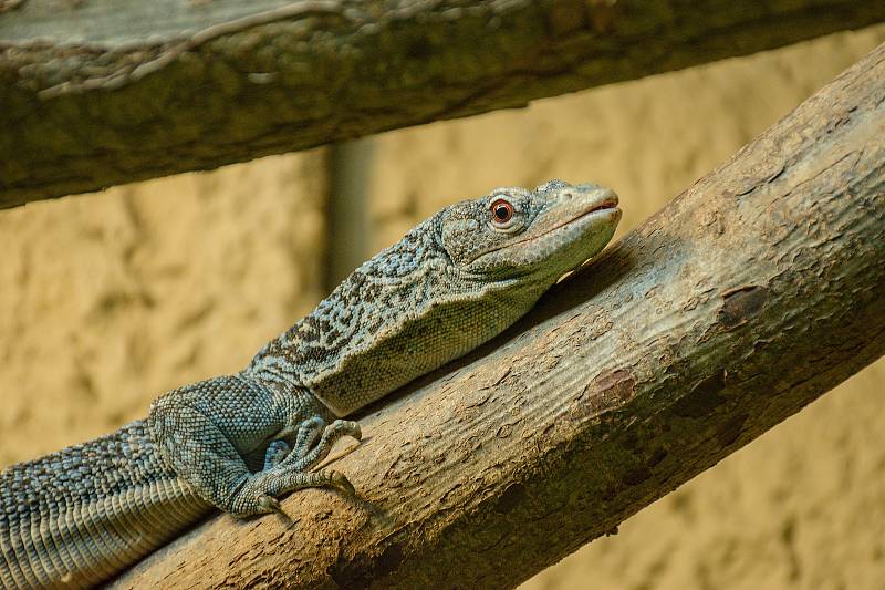 Návštěva jihlavské zoo