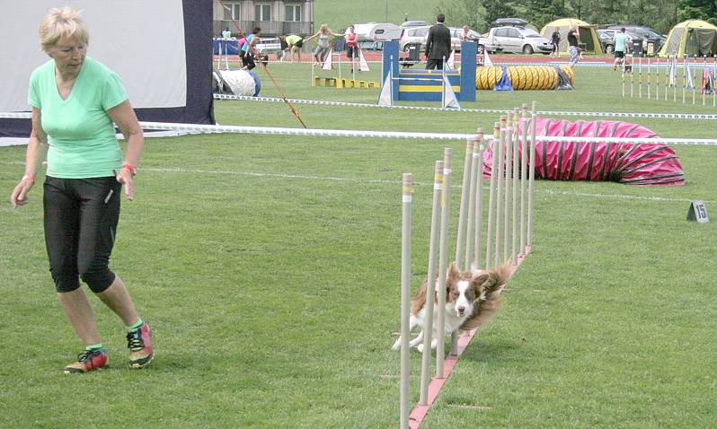 Mezinárodní mistrovství ČR border kolií v agility v Třebíči.