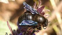 Drvodělka fialová - největší česká včela. Je teplomilná, přátelská, žije samotářský život, vykousává si až 40 cm hluboké tunely do starého dřeva.