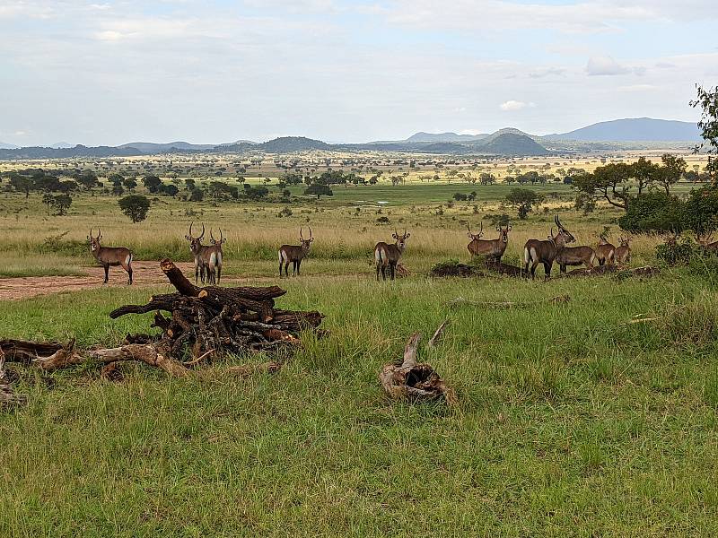 Africká příroda. Foto: Ústav biologie obratlovců AV ČR ve Studenci na Třebíčsku