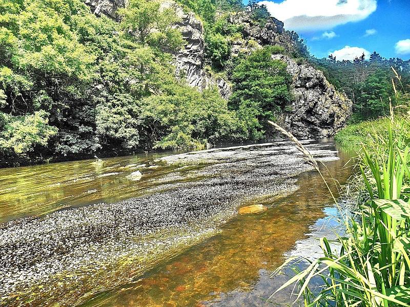 Kvetoucí řeka Jihlava pod Templštýnem