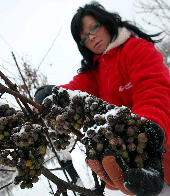 Na Sádku na Třebíčsku konečně nastaly ideální podmínky pro sběr ledového vína.
