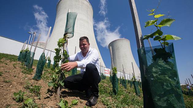 První jaderná vinice na světě. Zelená se pod věžemi v Dukovanech