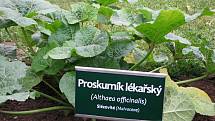 V Katolickém gymnáziu Třebíč mají nově bylinkovou zahrádku s pěti desítkami rostlinek. Její součástí je také naučná stezka s informacemi o bylinkách i příjemné posezení pro studenty a veřejnost.