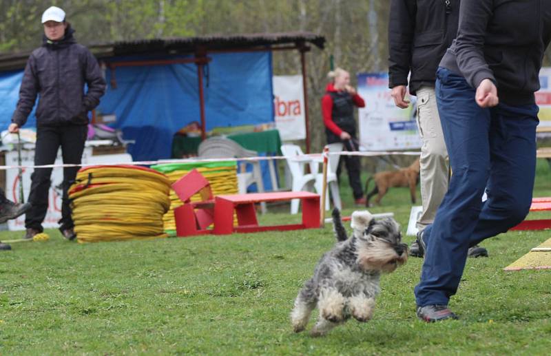 Velikonoční agility závod v Třebíči.