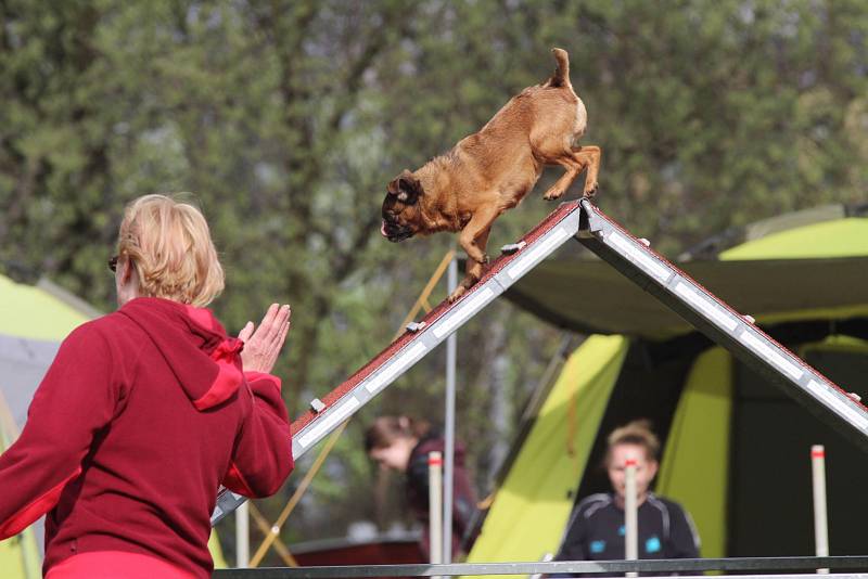 Velikonoční agility závod v Třebíči.