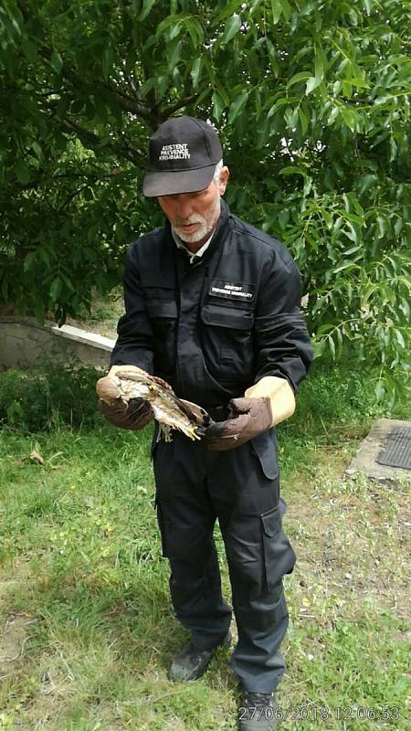 Městští strážníci v Budějovicích občas vyjíždějí k případům zatoulaných či zraněných zvířat.