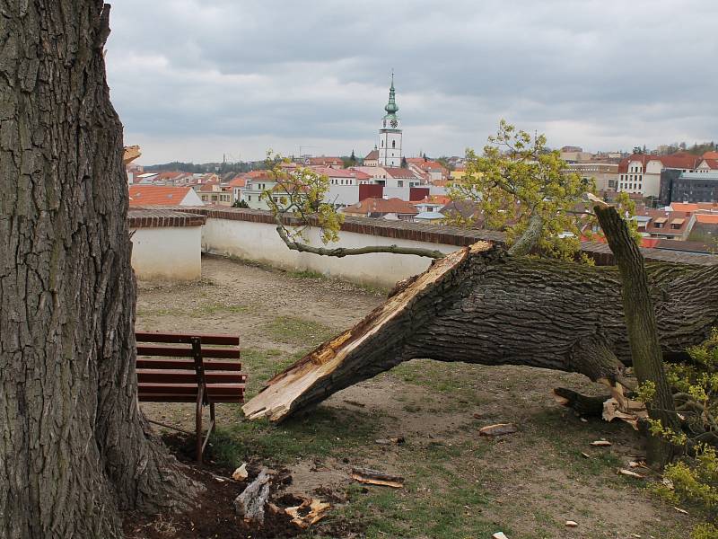 Ze stromu se ve středu krátce po poledni odlomila silná větev. Její větší část se zabodla do země, další menší přepadla přes zídku do ulice Pod Zámkem na buňku, která při hudebních festivalech slouží jako sociální zázemí pro účastníky.