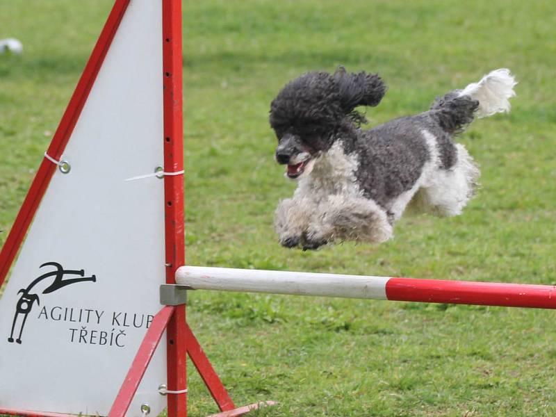 Velikonoční agility závod v Třebíči.