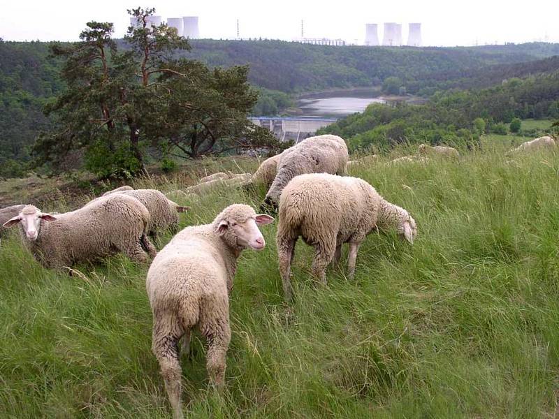 Pastva na stepi. Každým rokem spásají trávu na Mohelenské stepi ovce.