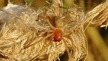 ZÁPŘEDNICE JEDOVATÁ. Dva centimetry velký pavouk žije na Znojemsku, hlavně  v trávě  třtině křovištní.