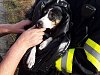Třebíčští hasiči zachránili psa, který skončil v Trnavě v rybníce. Podívejte se