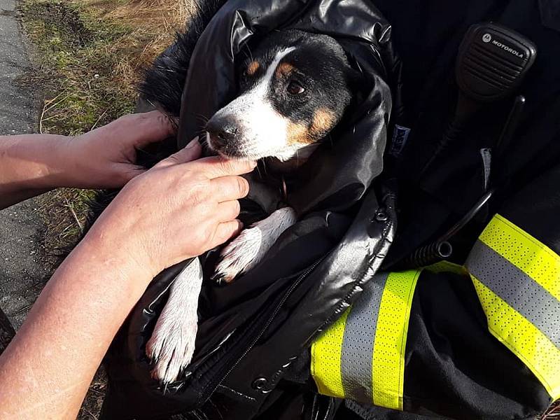 Záchrana psa z rybníka v Trnavě byla úspěšná.