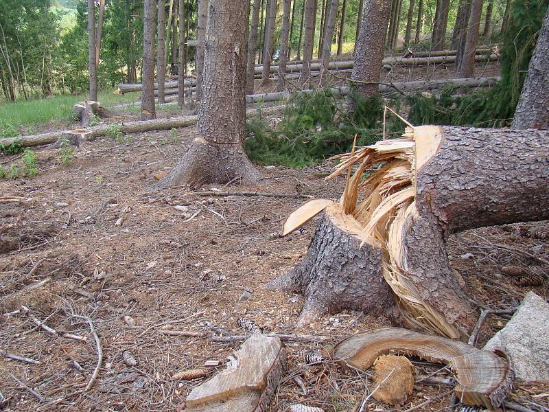 Policie stále hledá toho, kdo způsobil jedno z největších poškození lesa na Vysočině v posledních letech. K nařezání asi šesti set kusů borovic a smrků u Horních Vilémovic na Třebíčsku se někdo odhodlal před třemi lety.