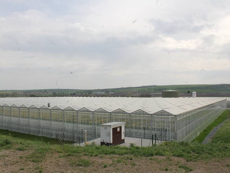 Takto vypadá hotový skleník stejného typu, jaký roste u Kožichovic. Tento se nachází u Velkých Němčic na Břeclavsku.