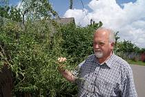 Odborník na asijské léčivé rostliny Pavel Valíček žije v Martínkově na Třebíčsku, kde pečuje o svou domácí zahradu.