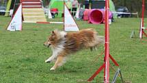 Velikonoční agility závod v Třebíči.