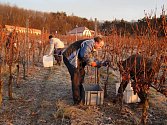 Ledově tvrdé hrozny z podsádeckých vinic sklízeli naposledy v roce 2014.