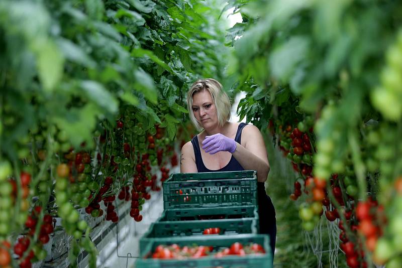 Zeleninová farma v Kožichovicích u Třebíče, kde se pěstují v obrovských sklenících rajčata.