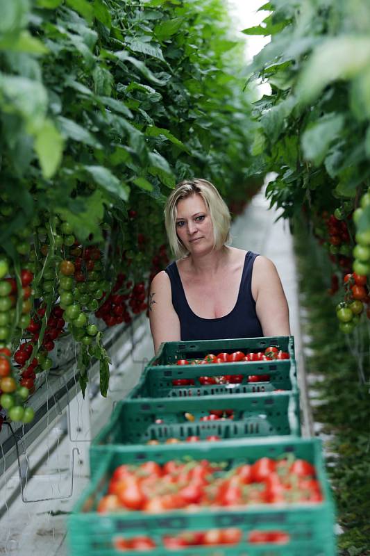 Zeleninová farma v Kožichovicích u Třebíče, kde se pěstují v obrovských sklenících rajčata.