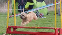 Velikonoční agility závod v Třebíči.