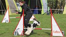 Velikonoční agility závod v Třebíči.